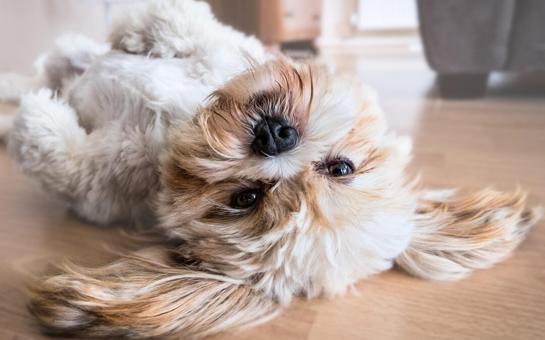 Pet-Friendly Flooring Options That Actually Hold Up